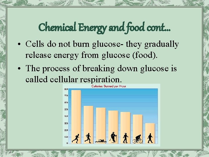 Chemical Energy and food cont… • Cells do not burn glucose- they gradually release