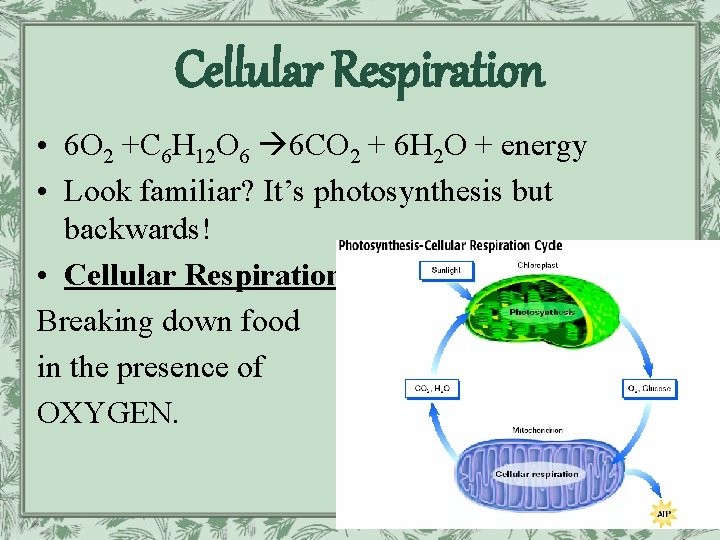 Cellular Respiration • 6 O 2 +C 6 H 12 O 6 6 CO