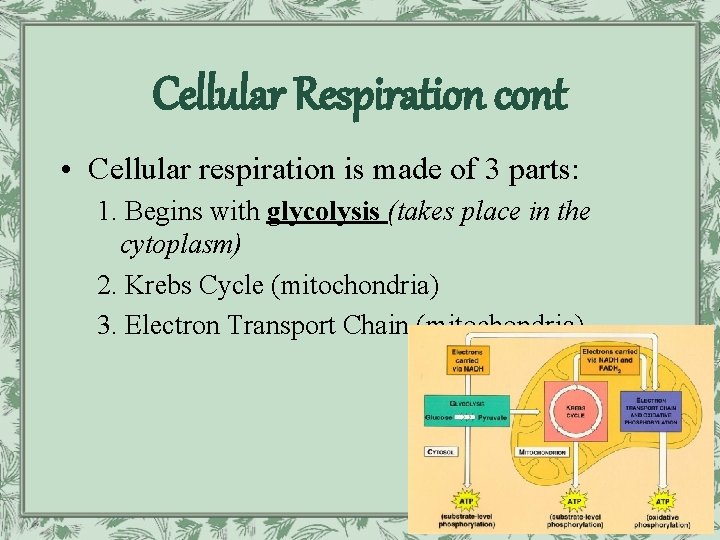 Cellular Respiration cont • Cellular respiration is made of 3 parts: 1. Begins with