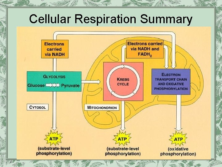 Cellular Respiration Summary 