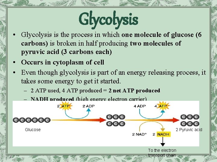 Glycolysis • Glycolysis is the process in which one molecule of glucose (6 carbons)
