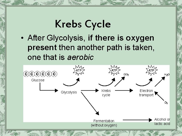 Krebs Cycle • After Glycolysis, if there is oxygen present then another path is