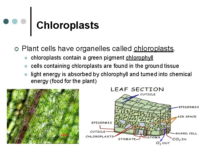 Chloroplasts ¢ Plant cells have organelles called chloroplasts. l l l chloroplasts contain a