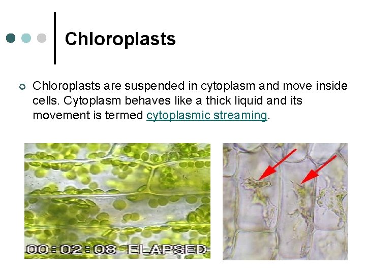 Chloroplasts ¢ Chloroplasts are suspended in cytoplasm and move inside cells. Cytoplasm behaves like