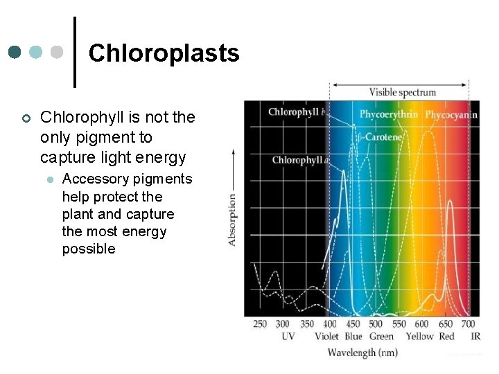 Chloroplasts ¢ Chlorophyll is not the only pigment to capture light energy l Accessory