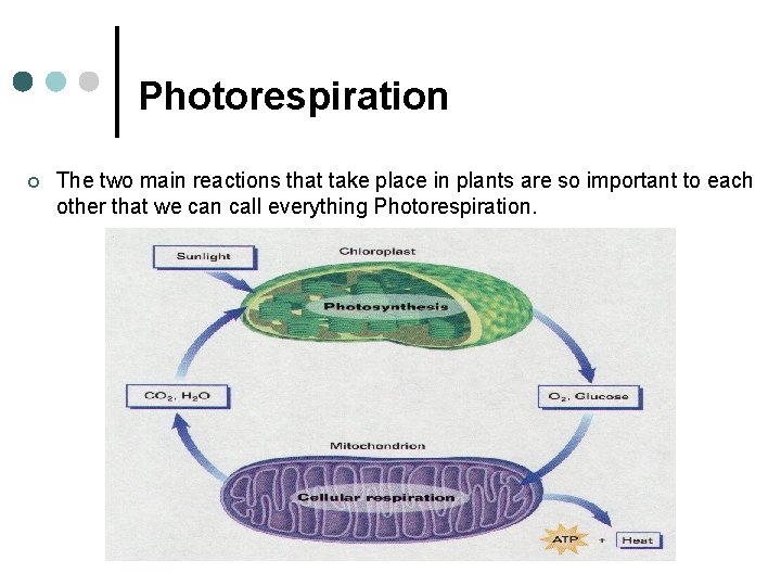 Photorespiration ¢ The two main reactions that take place in plants are so important