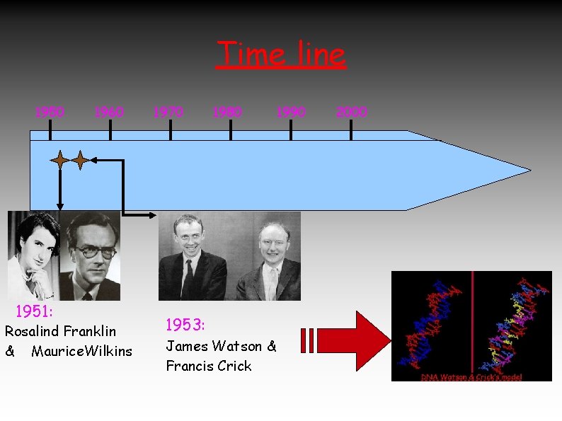 Time line 1950 1951: 1960 Rosalind Franklin & Maurice. Wilkins 1970 1980 1953: James