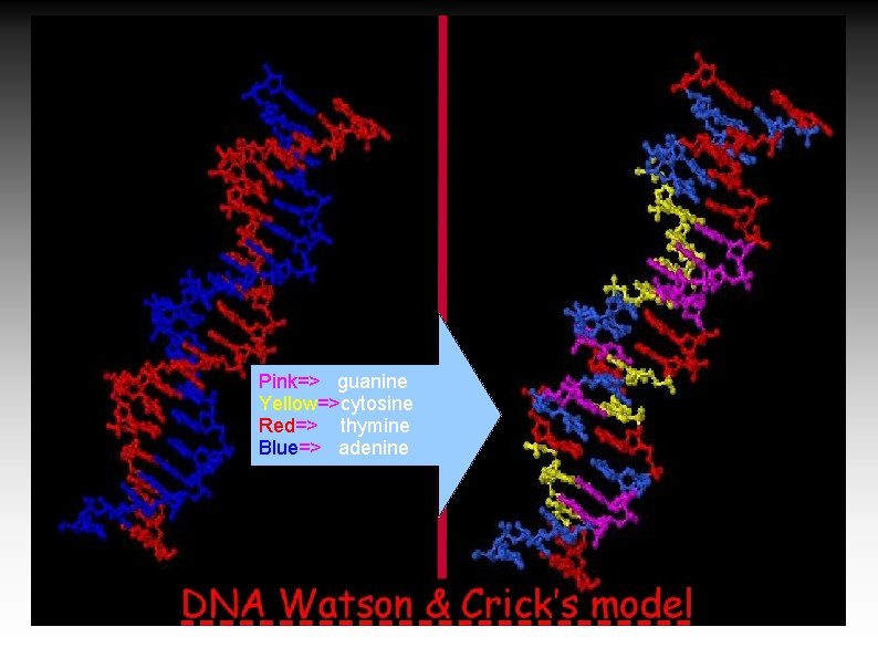 Pink=> guanine Yellow=>cytosine Red=> thymine Blue=> adenine 