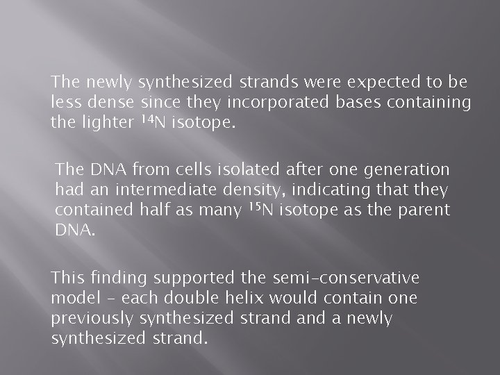 The newly synthesized strands were expected to be less dense since they incorporated bases