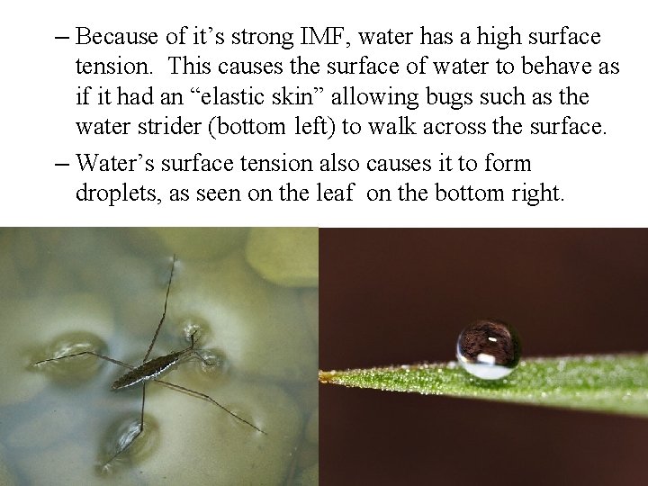 – Because of it’s strong IMF, water has a high surface tension. This causes