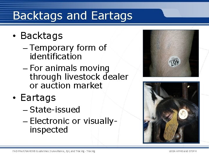 Backtags and Eartags • Backtags – Temporary form of identification – For animals moving