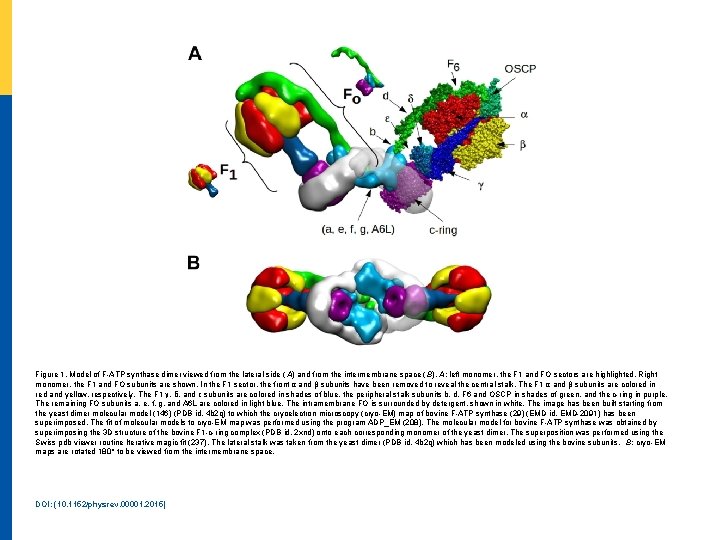 Figure 1. Model of F-ATP synthase dimer viewed from the lateral side ( A)