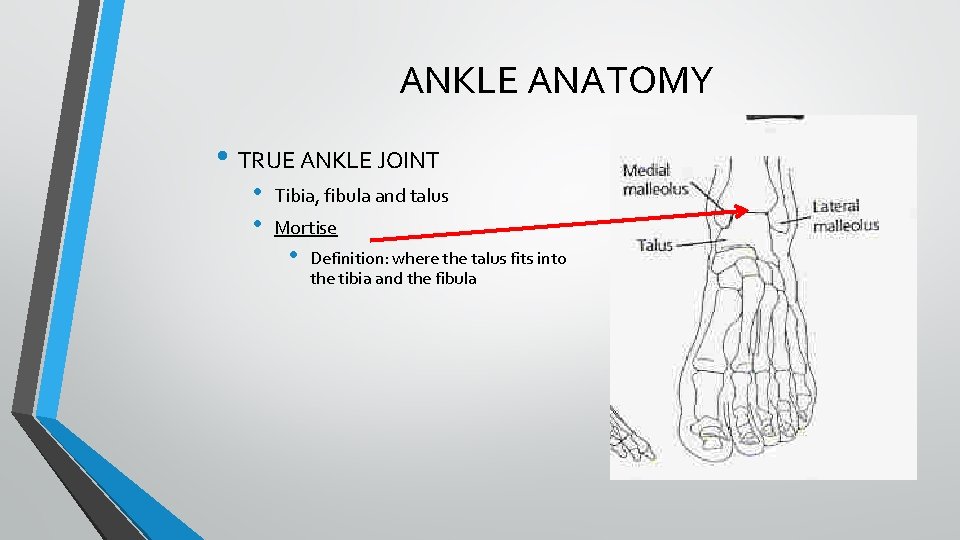 ANKLE ANATOMY • TRUE ANKLE JOINT • • Tibia, fibula and talus Mortise • ANKLE ANATOMY • TRUE ANKLE JOINT • • Tibia, fibula and talus Mortise •