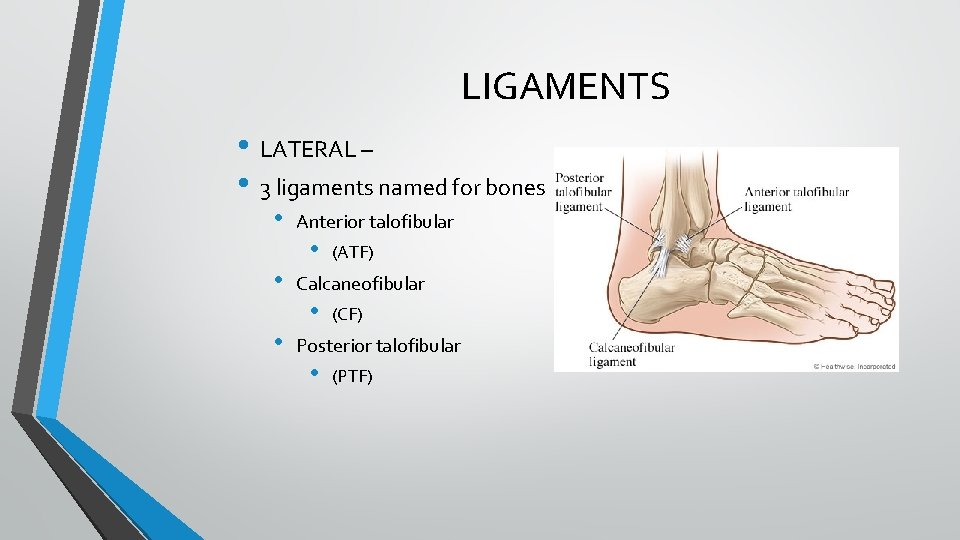 LIGAMENTS • LATERAL – • 3 ligaments named for bones • • • Anterior LIGAMENTS • LATERAL – • 3 ligaments named for bones • • • Anterior