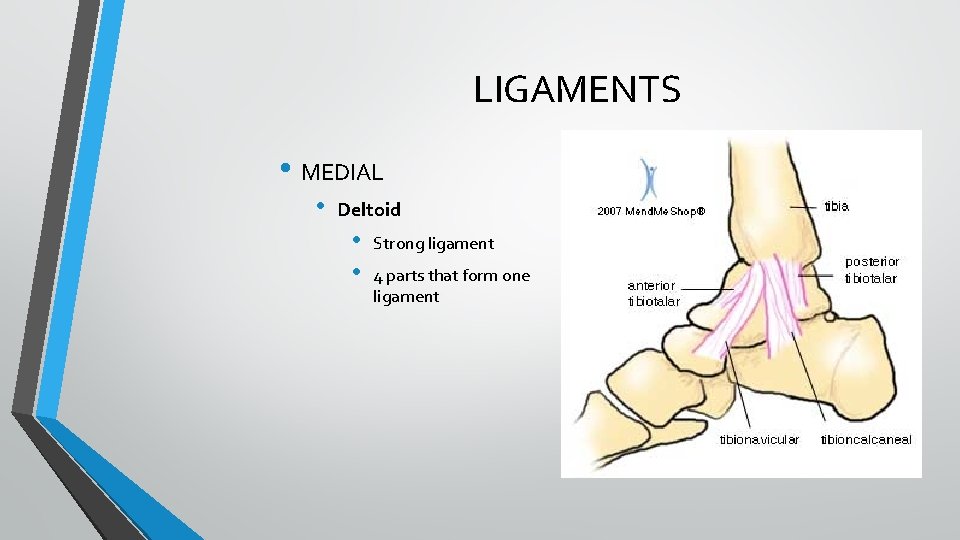 LIGAMENTS • MEDIAL • Deltoid • • Strong ligament 4 parts that form one LIGAMENTS • MEDIAL • Deltoid • • Strong ligament 4 parts that form one