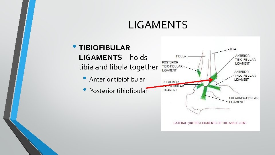 LIGAMENTS • TIBIOFIBULAR LIGAMENTS – holds tibia and fibula together • Anterior tibiofibular • LIGAMENTS • TIBIOFIBULAR LIGAMENTS – holds tibia and fibula together • Anterior tibiofibular •