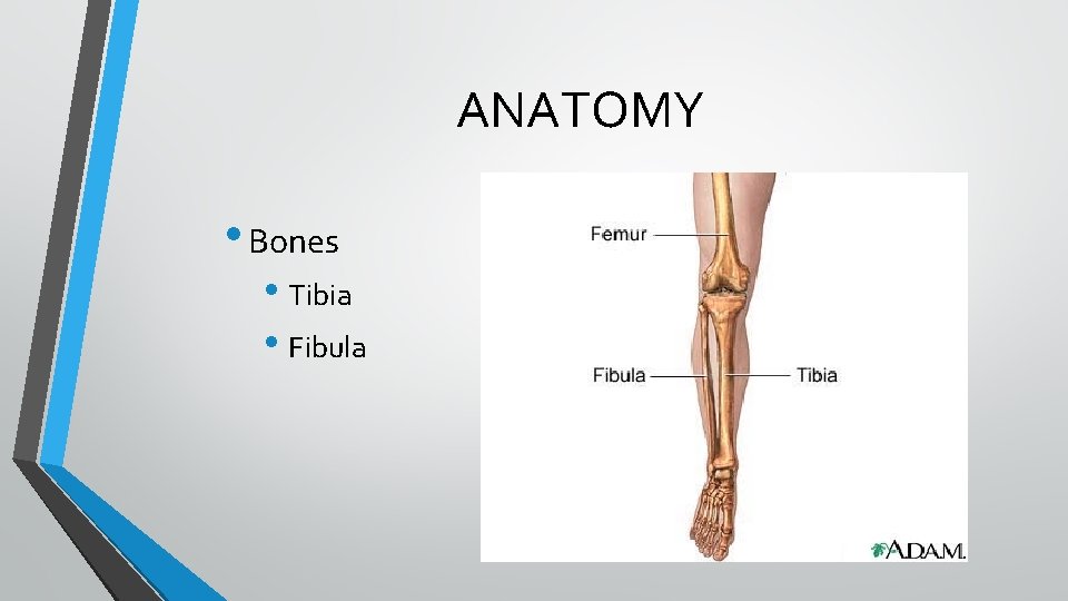 ANATOMY • Bones • Tibia • Fibula ANATOMY • Bones • Tibia • Fibula