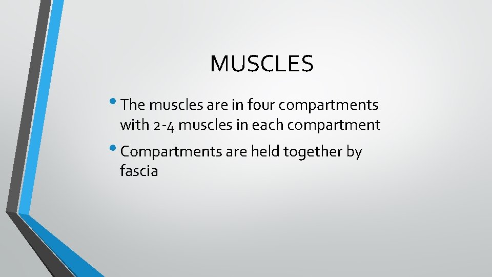 MUSCLES • The muscles are in four compartments with 2 -4 muscles in each MUSCLES • The muscles are in four compartments with 2 -4 muscles in each