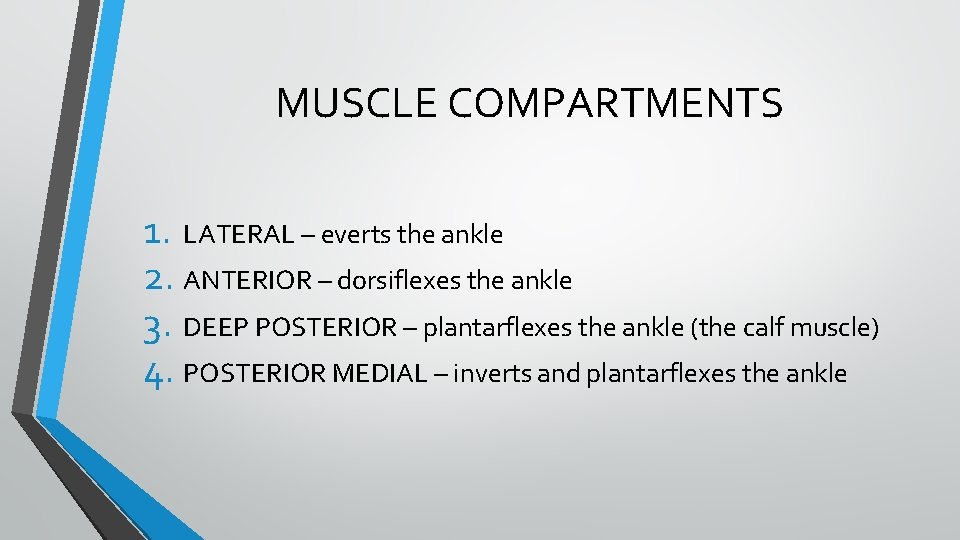 MUSCLE COMPARTMENTS 1. LATERAL – everts the ankle 2. ANTERIOR – dorsiflexes the ankle MUSCLE COMPARTMENTS 1. LATERAL – everts the ankle 2. ANTERIOR – dorsiflexes the ankle