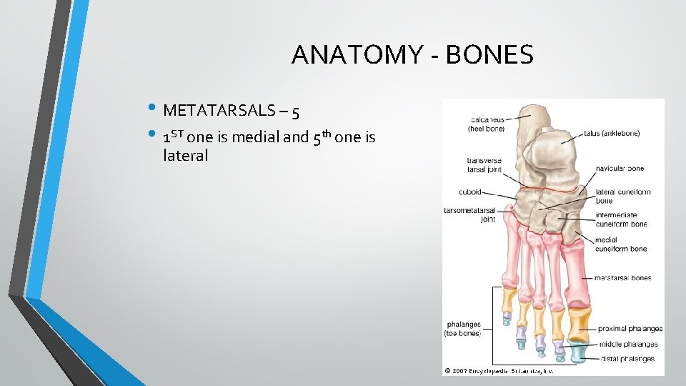 ANATOMY - BONES • METATARSALS – 5 • 1 ST one is medial and ANATOMY - BONES • METATARSALS – 5 • 1 ST one is medial and