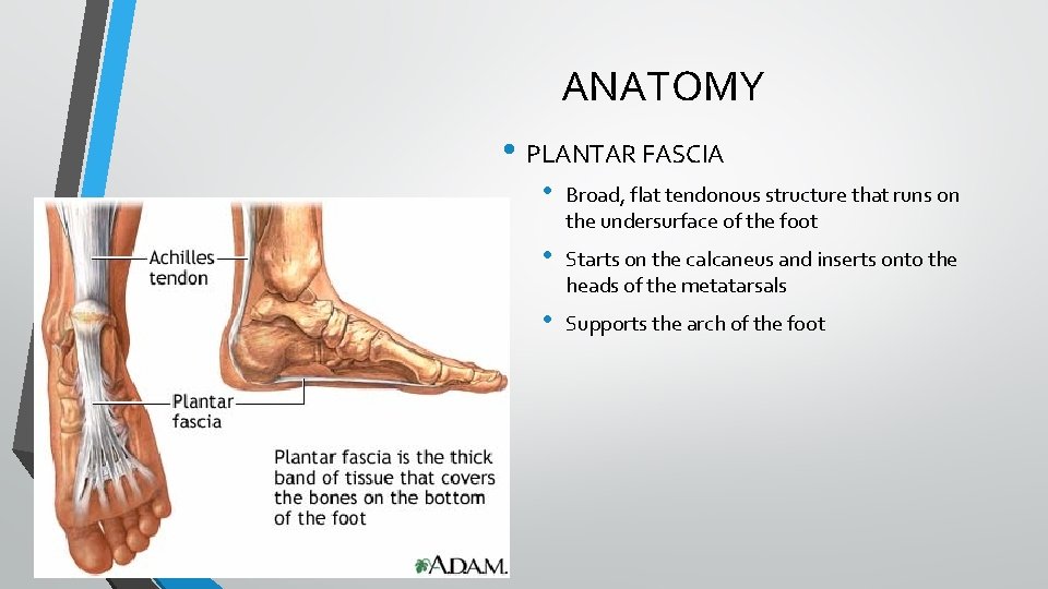 ANATOMY • PLANTAR FASCIA • Broad, flat tendonous structure that runs on the undersurface ANATOMY • PLANTAR FASCIA • Broad, flat tendonous structure that runs on the undersurface