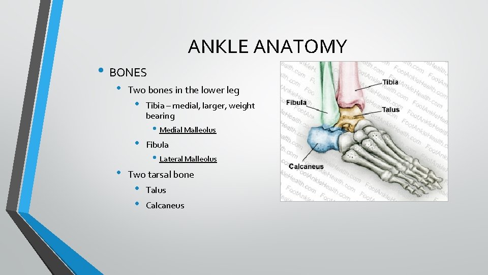 ANKLE ANATOMY • BONES • Two bones in the lower leg • Tibia – ANKLE ANATOMY • BONES • Two bones in the lower leg • Tibia –