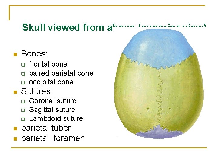 Skull viewed from above (superior view) n Bones: q q q n Sutures: q