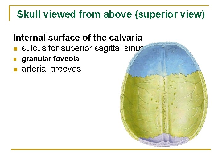 Skull viewed from above (superior view) Internal surface of the calvaria n sulcus for