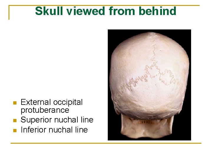 Skull viewed from behind n n n External occipital protuberance Superior nuchal line Inferior