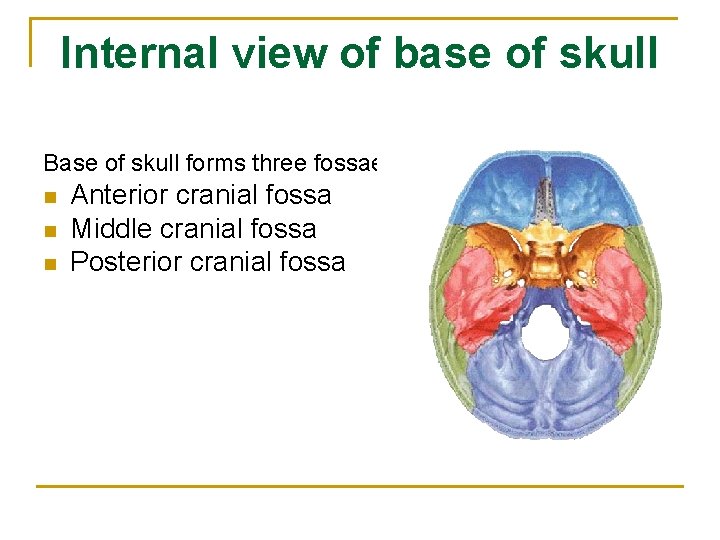 Internal view of base of skull Base of skull forms three fossae n n