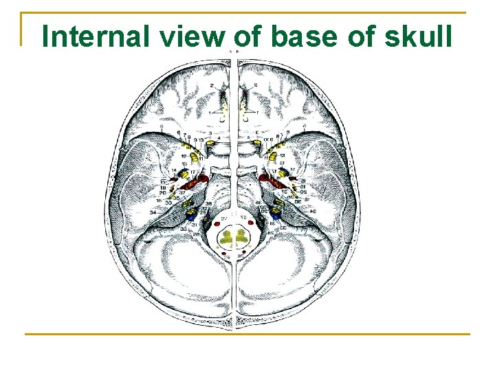 Internal view of base of skull 