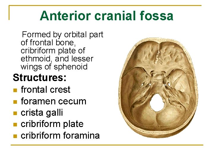 Anterior cranial fossa Formed by orbital part of frontal bone, cribriform plate of ethmoid,