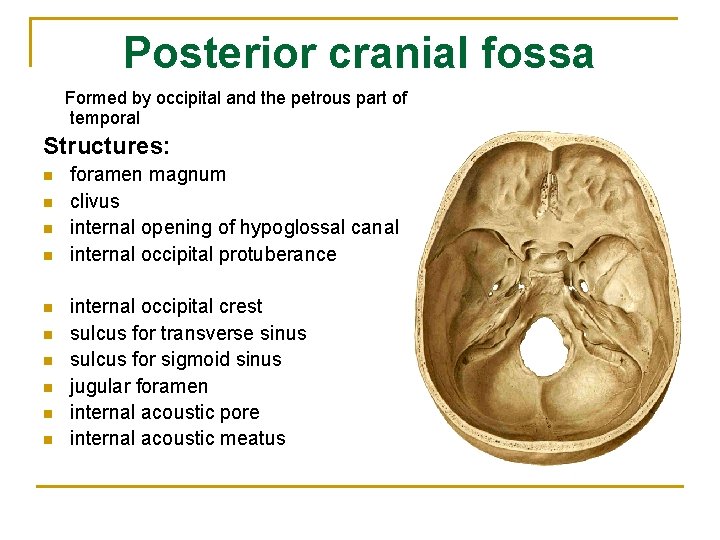 Posterior cranial fossa Formed by occipital and the petrous part of temporal Structures: n