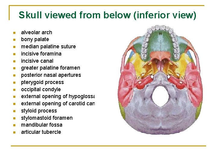 Skull viewed from below (inferior view) n n n n alveolar arch bony palate