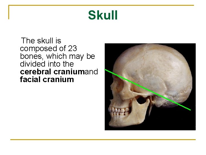 Skull The skull is composed of 23 bones, which may be divided into the