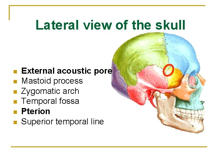 Lateral view of the skull n n n External acoustic pore Mastoid process Zygomatic