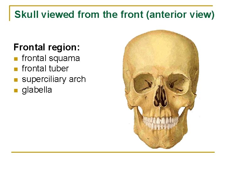 Skull viewed from the front (anterior view) Frontal region: n n frontal squama frontal