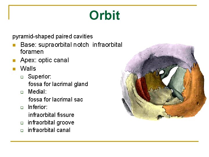 Orbit pyramid-shaped paired cavities n n n Base: supraorbital notch infraorbital foramen Apex: optic