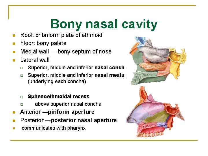 Bony nasal cavity n n Roof: cribriform plate of ethmoid Floor: bony palate Medial