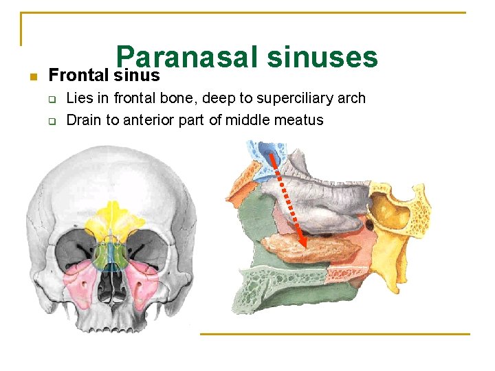 n Paranasal sinuses Frontal sinus q q Lies in frontal bone, deep to superciliary