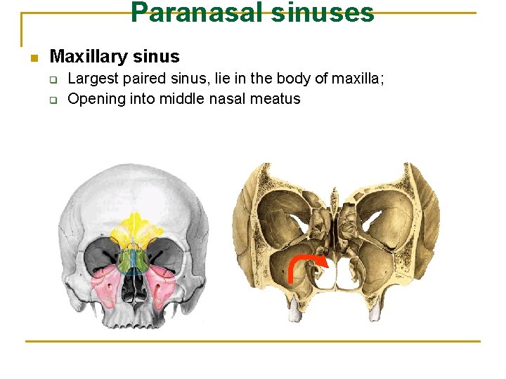 Paranasal sinuses n Maxillary sinus q q Largest paired sinus, lie in the body