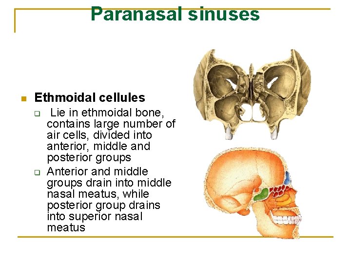 Paranasal sinuses n Ethmoidal cellules q q Lie in ethmoidal bone, contains large number