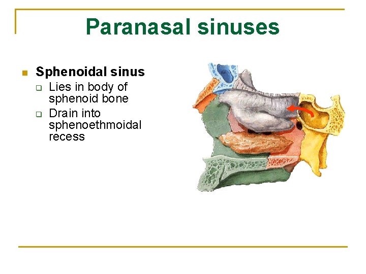 Paranasal sinuses n Sphenoidal sinus q q Lies in body of sphenoid bone Drain