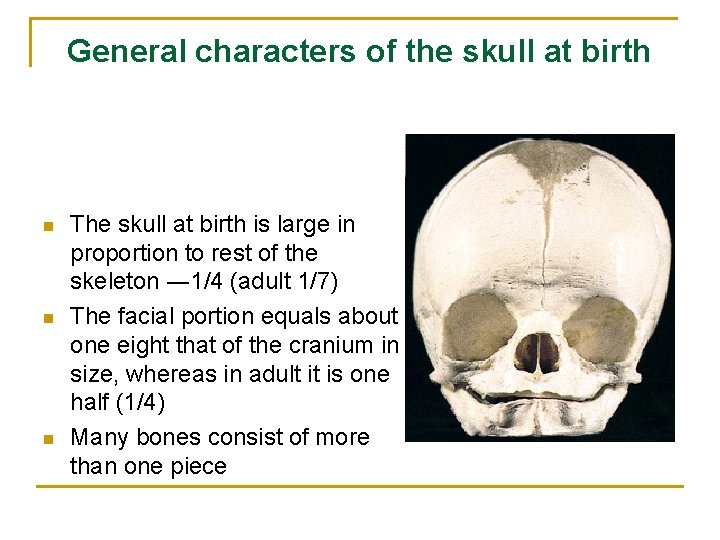 General characters of the skull at birth n n n The skull at birth