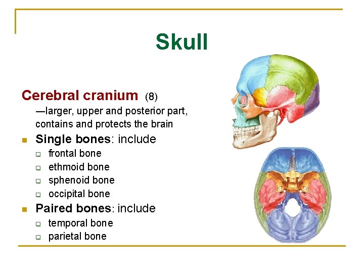 Skull Cerebral cranium (8) ―larger, upper and posterior part, contains and protects the brain