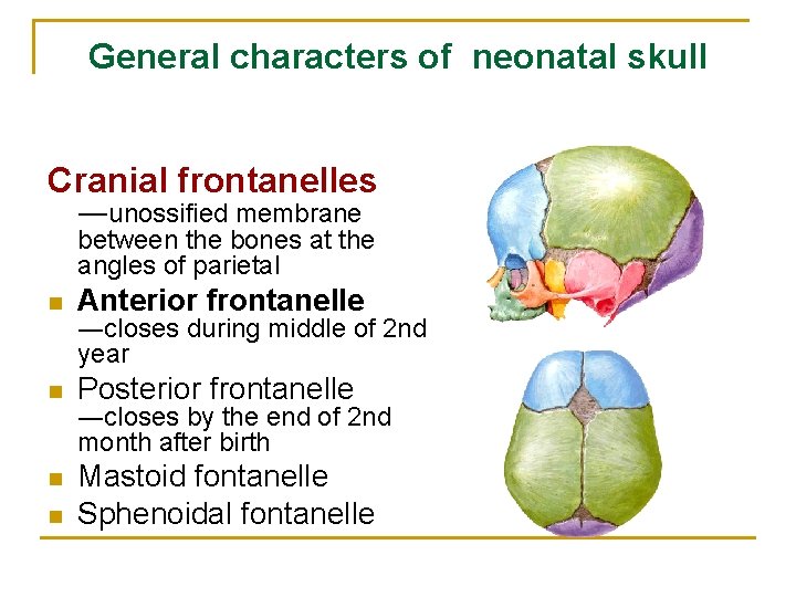 General characters of neonatal skull Cranial frontanelles ―unossified membrane between the bones at the