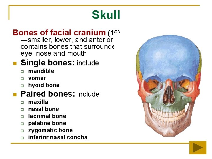 Skull Bones of facial cranium (15) n ―smaller, lower, and anterior part, contains bones