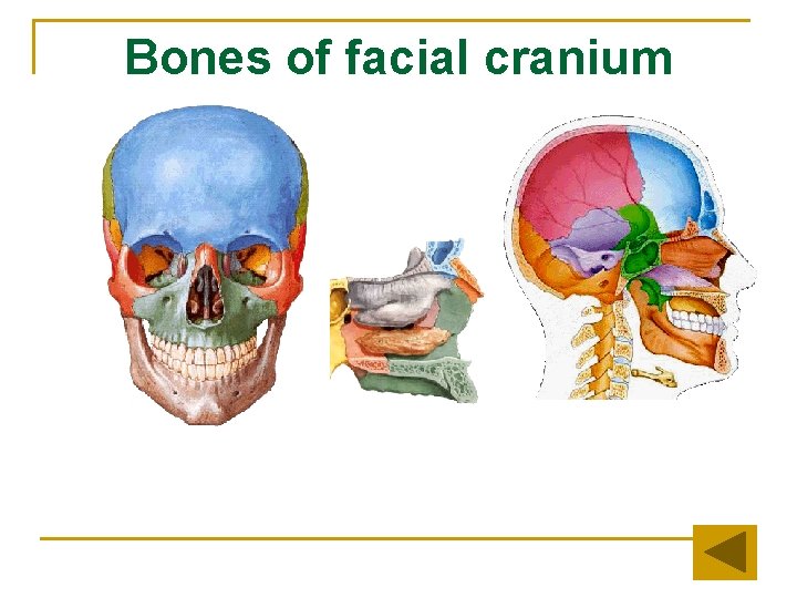 Bones of facial cranium 