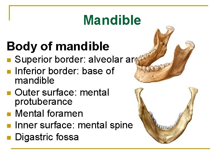 Mandible Body of mandible n n n Superior border: alveolar arch Inferior border: base