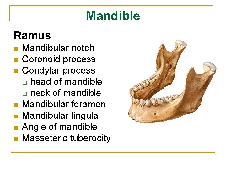 Mandible Ramus n n n n Mandibular notch Coronoid process Condylar process q head